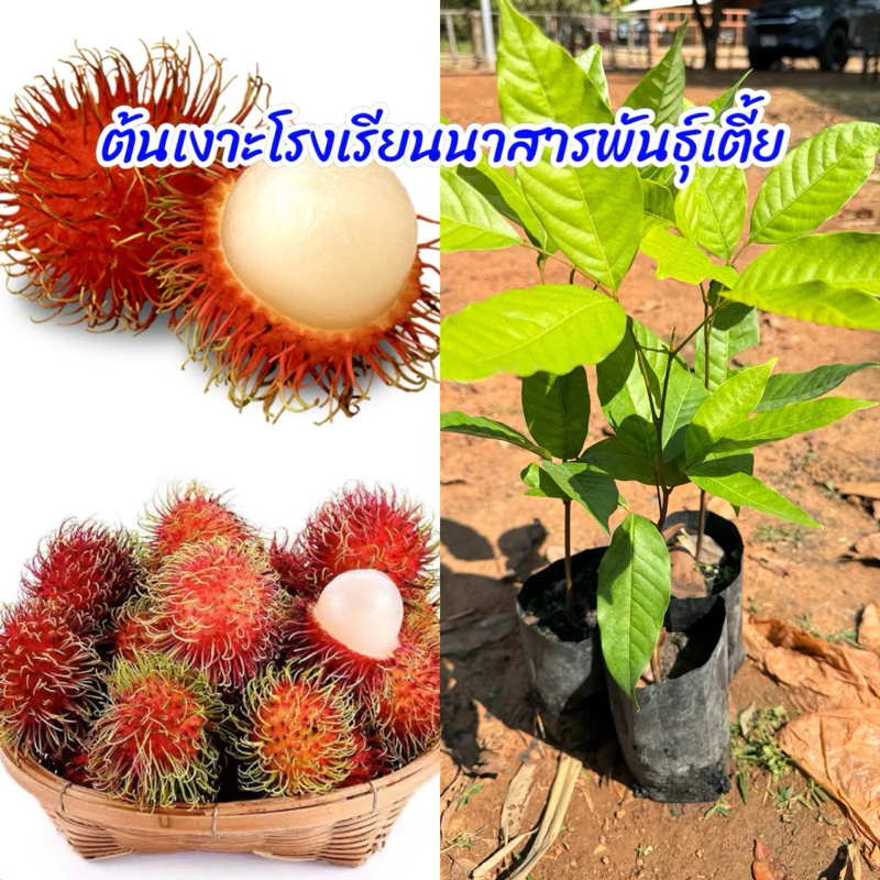 ต้นเงาะโรงเรียนนาสารพันธุ์เตี้ย เม็ดร่อนง่าย เนื้อหนา หวาน พร้อมปลูก