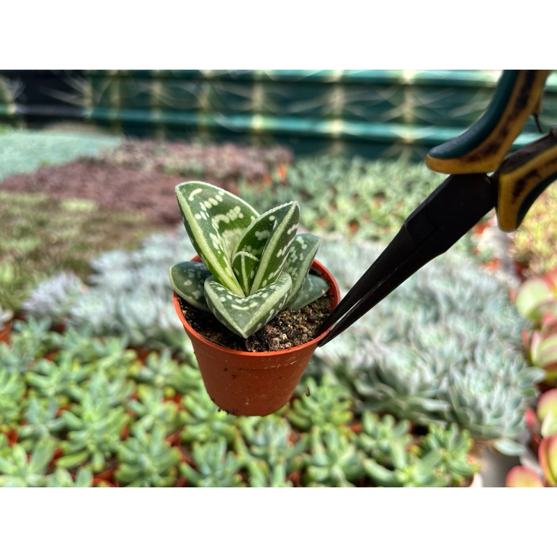 Aloevera นกกระทาสามเหลี่ยม