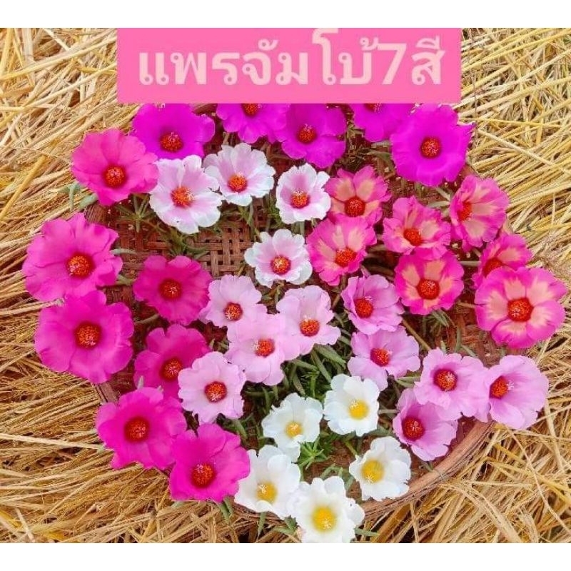 คุณนายตื่นสาย (พันธุ์แพรจัมโบ้)1กิโลกรัม ต้นไม้ ใช้กิ่งปักช ดอกจะมีลักษณะใหญ่กว่าทุกสายพันธุ์เหมาะแก่การปลูกตกแต่งสวน