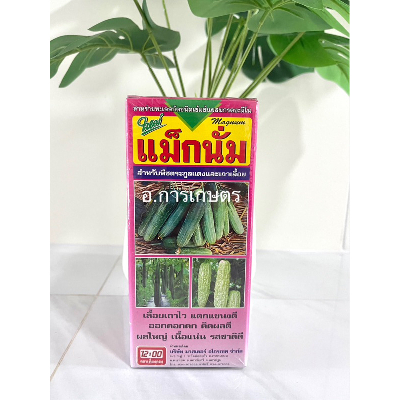 ใช้โค้ตพร้อมกันได้ แม็กนั่ม ขนาด 500cc พืชตระกูลแตงและเถาเลื้อย เลื้อยเถาไว แตกแขนง แม็กนั่น