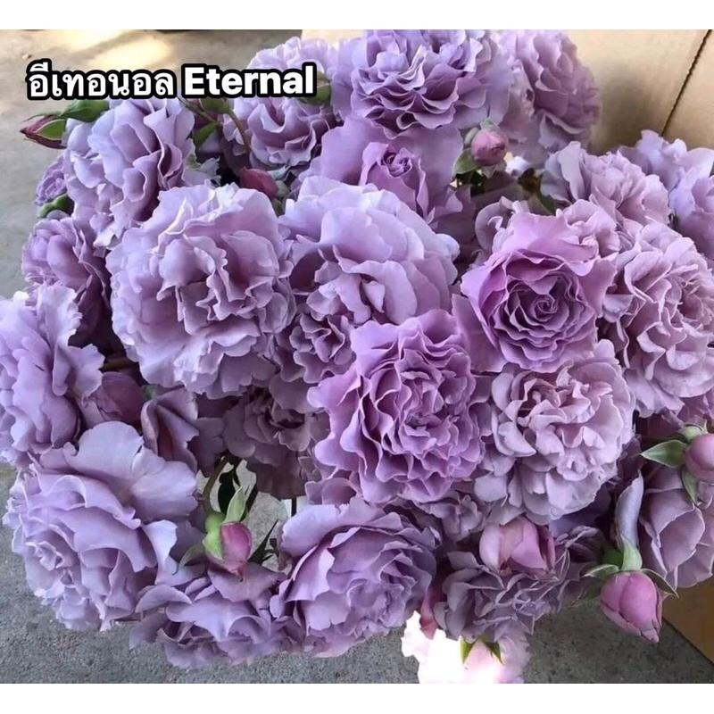 กุหลาบเลื้อย-อีเทอนอล ”Eternal“  สีม่วง กลิ่นหอมแรง กลิ่นน้ำผึ้ง ปลายกลีบหยักระบาย