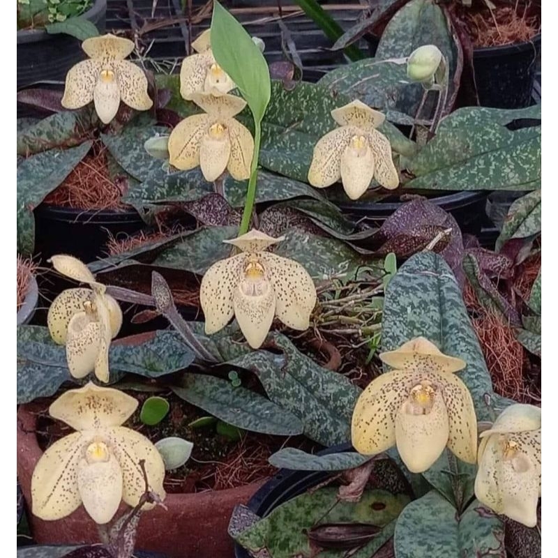 Paphiopedilum concolor รองเท้านารีเหลืองปราจีน (1ชุด3ต้น)120