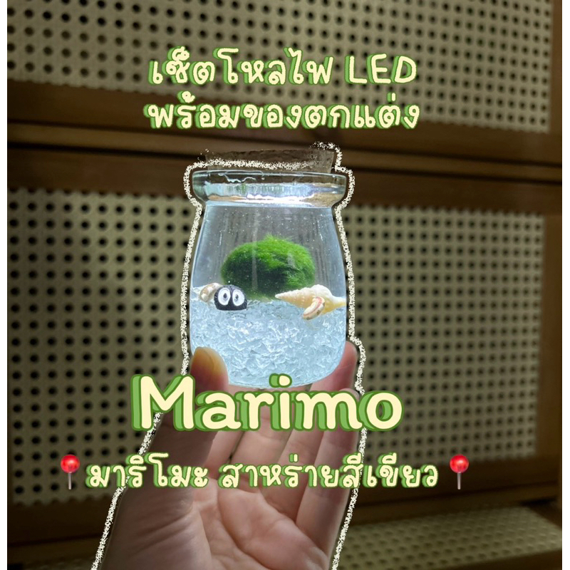 มาริโมะ💯%🔥เซ็ทโหลAหินใส+เเถมตุ๊กตาฝุ่น+เเถมปุ๋ยอาหารพร้อมโหล เลือกไฟLEDได้