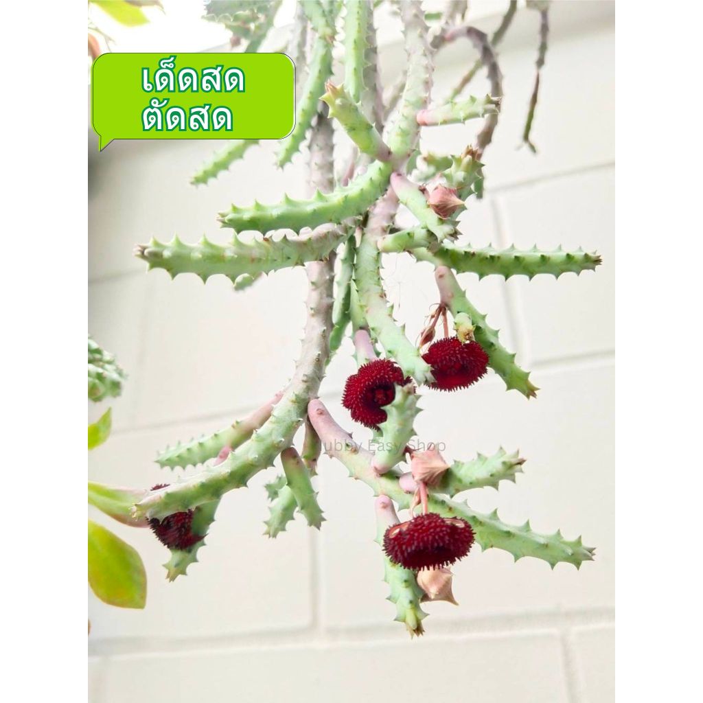 (เด็ดกิ่งสด) เก๋งจีน Huernia Pendurata ไม้อวบบน้ำ ดอกสีแดงเลือดหมู แคคตัส คละไซซ์