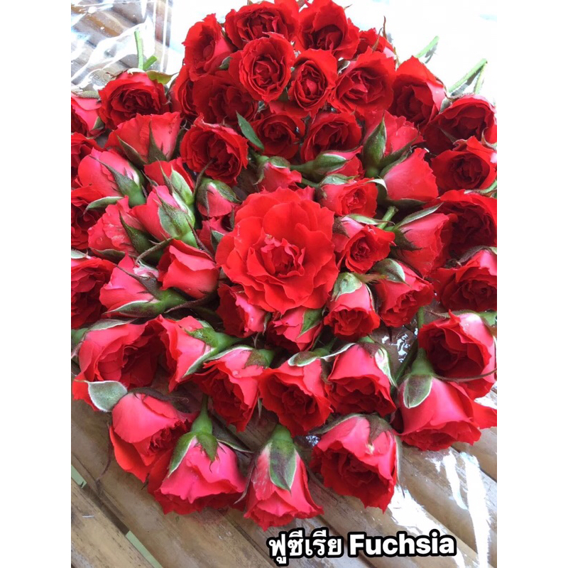 กุหลาบ-ฟูซีเรีย สีแดง ”Fuchsia“ กุหลาบมอญร้อยมาลัย สีแดง ดอกดอก บานทน เลี้ยงง่าย