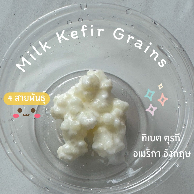 Milk Kefir Grains 4 สายพันธ์ุ ทิเบต ตุรกี อเมริกา อังกฤษ