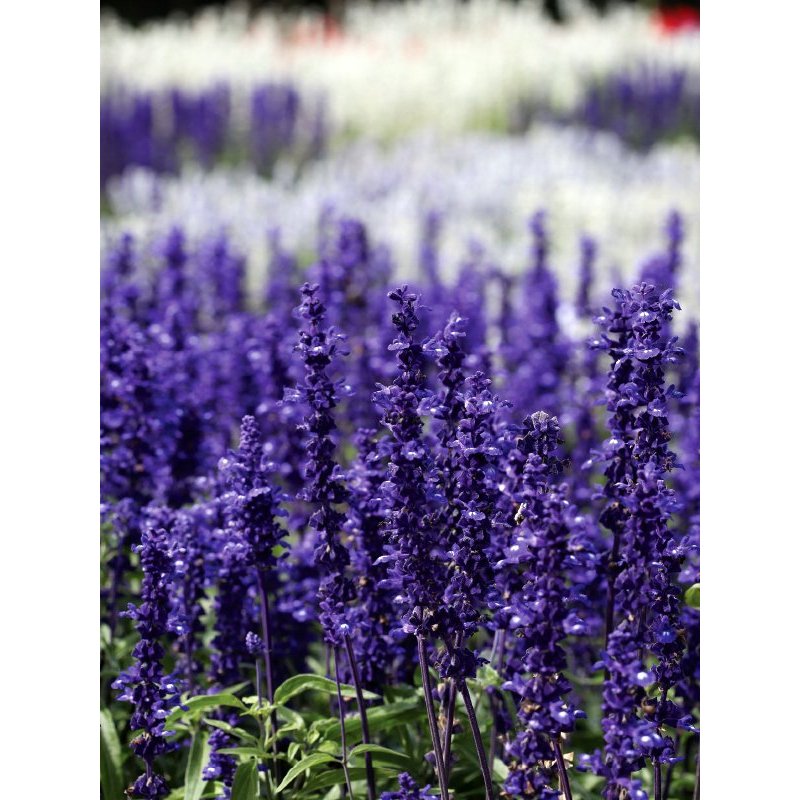 ต้นพันธุ์ บลูซัลเวีย ถุงดำพร้อมปลูก  29 บาท ( Blue Salvia) ดอกไม้แห่งความคิดถึง