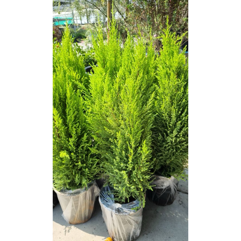 พร้อมส่ง31/2/25พร้อมส่ง #ต้นสนเลม่อน #Cupressus macrocarpa 'Lemon Cypress'"60-70cm