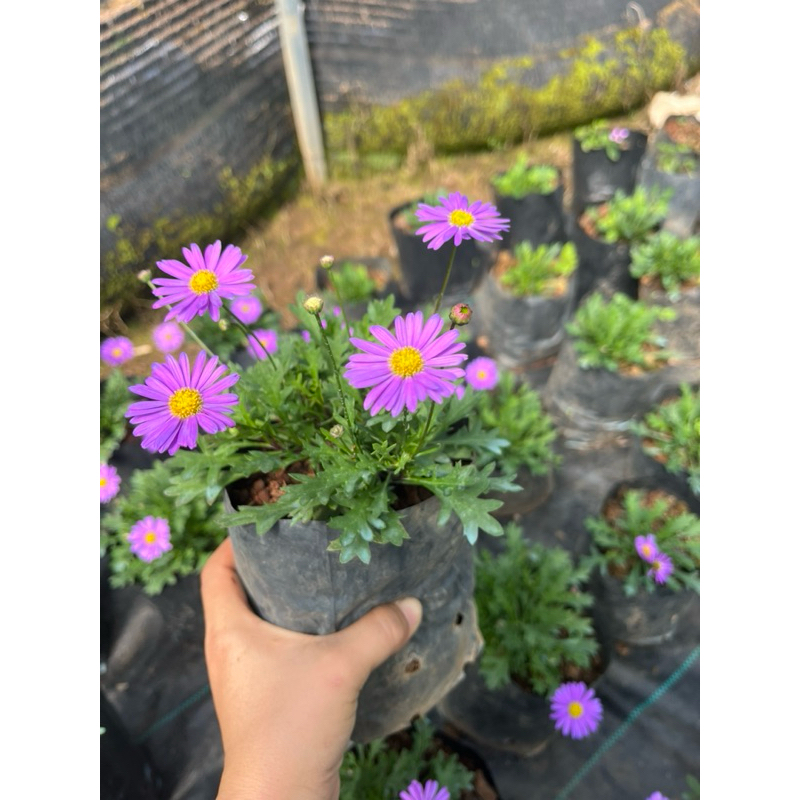 🪴ต้นเดสีม่วง🪻ดอกใหญ่หรือ 👉บลู Daisy 🍀พร้อมส่ง