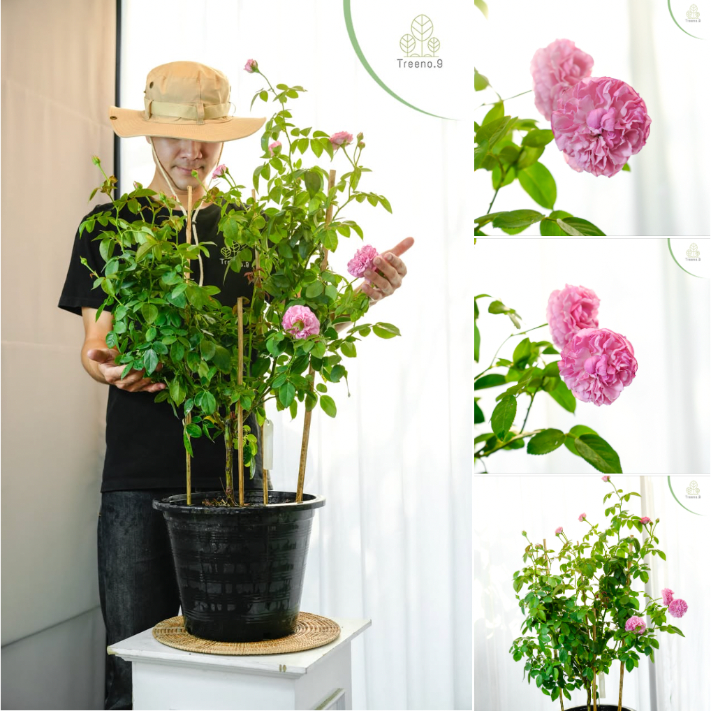 รูปภาพ 8