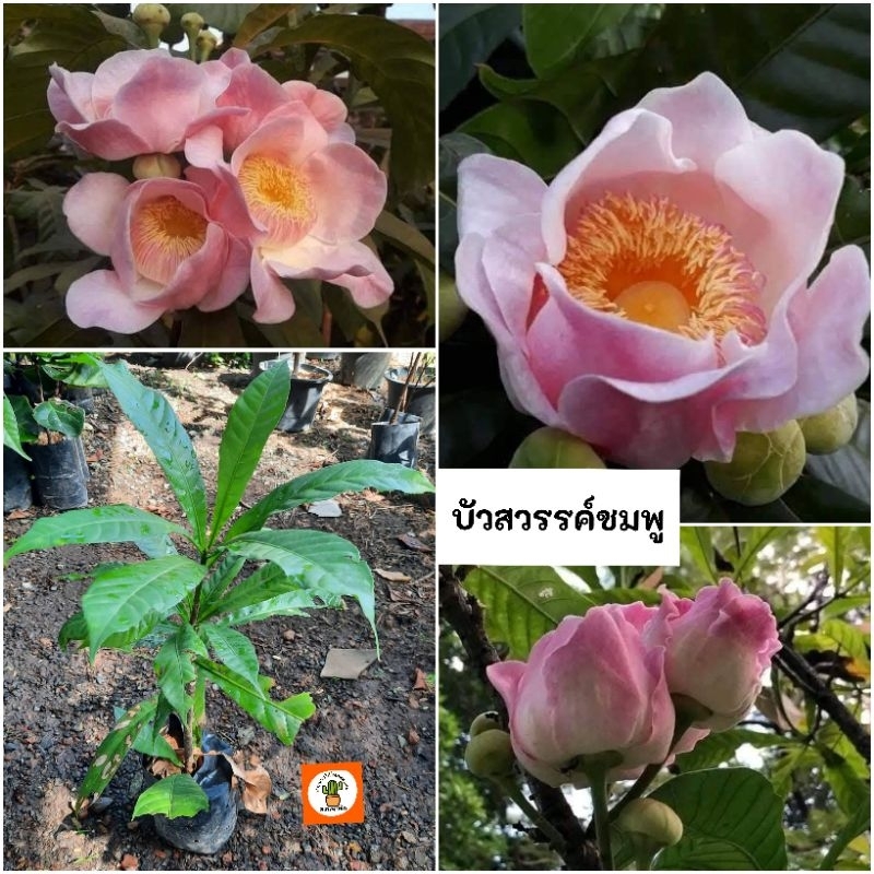 ต้นบัวสวรรค์ บัวสวรรค์ ชมพู