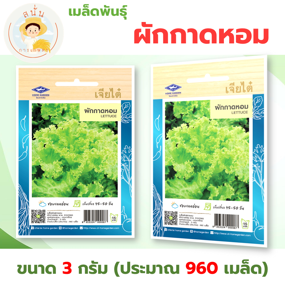 เมล็ดพันธุ์ ผักสลัด ผักกาดหอม (Lettuce) ผักซอง เจียไต๋ ขนาด 3 กรัม (ประมาณ 960 เมล็ด)