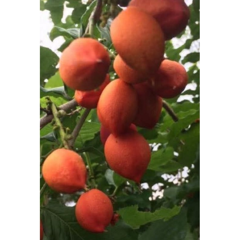 ต้นพีนัทบัตเตอร์หรือต้นเนยถั่วต้นเพาะเมล็ดมีรากแก้วต้นแข็งแรงทนต่อโรคปลูก1ปีติดผล ผลสุกรสหวาน ให้ผลทั้งปีไม้ประดับทานได้