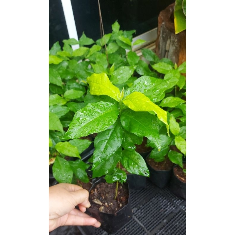 ต้นพีนัทบัตเตอร์หรือต้นเนยถั่วต้นเพาะเมล็ดมีรากแก้วต้นแข็งแรงทนต่อโรคปลูก1ปีติดผล ผลสุกรสหวาน ให้ผลทั้งปีไม้ประดับทานได้ - รูปที่ 2