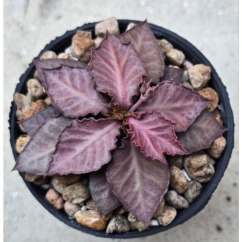 Euphorbia tulearensis hyb. ยูโฟเบีย ทูเรียเรนสิส ไฮบริด ไม้เมล็ด สวยๆ **หากถึงรอบรดน้ำ ขออีก 2-3 วันจัดส่งให้นะค่ะ