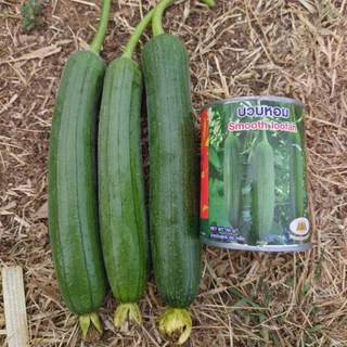 เมล็ดบวบหอม Smooth Loofah ตราภูเขาทอง เมล็ดพันธุ์บวบหอม เมล็ดพันธุ์ผัก เมล็ดพันธุ์ผักสวนครัว บวบหอม