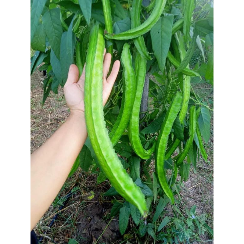 เมล็ดพันธุ์ถั่วพูยาวยักษ์  20 เมล็ด