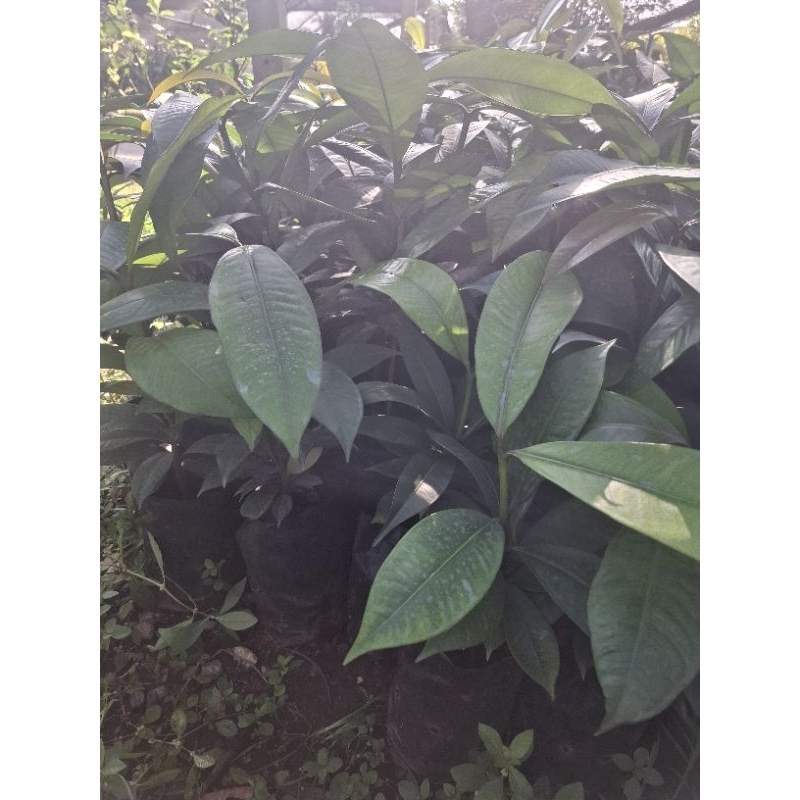 ต้นมังคุดเพาะเมล็ดพร้อมปลูก1ชุด2ต้น