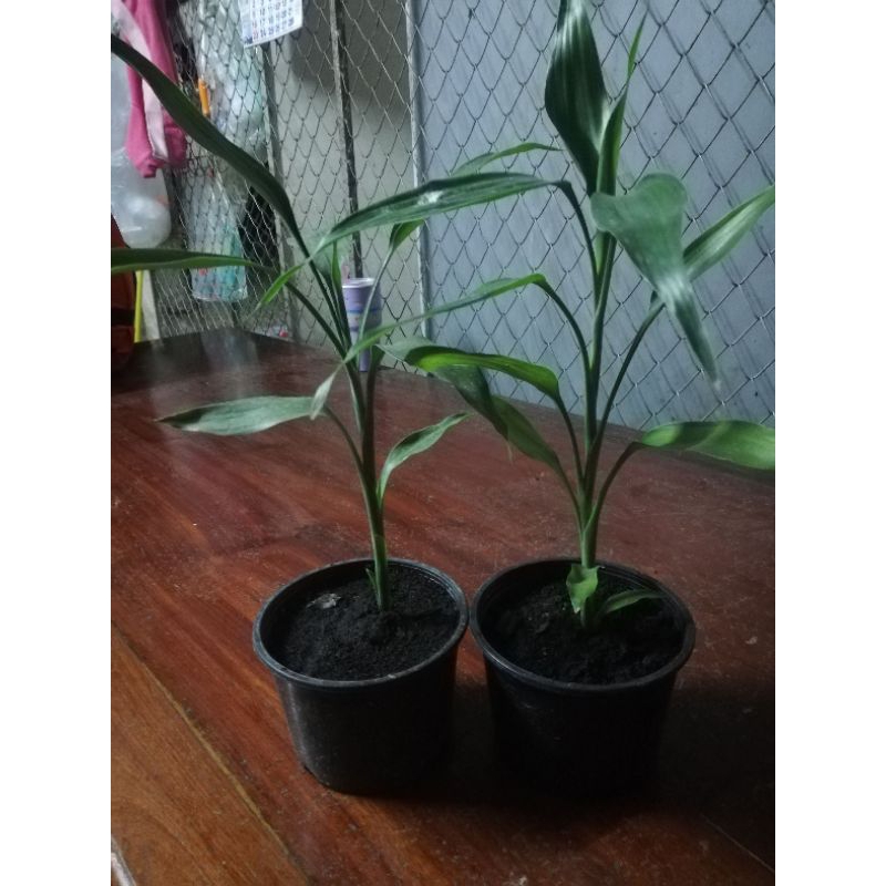 ต้นไผ่กวนอิม ไม้มงคล ปลูกใส่กระถางมีราก