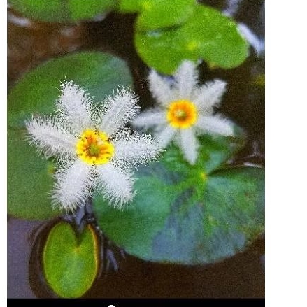 🌼บัวจิ๋ว&บาร์.White.🌼ดอกน่ารัก?สายหวาน🌼เลี้ยงง่าย🌼 💞ดอกจะออกจากใบน่ารักนะ..🧛‍♀️🥀