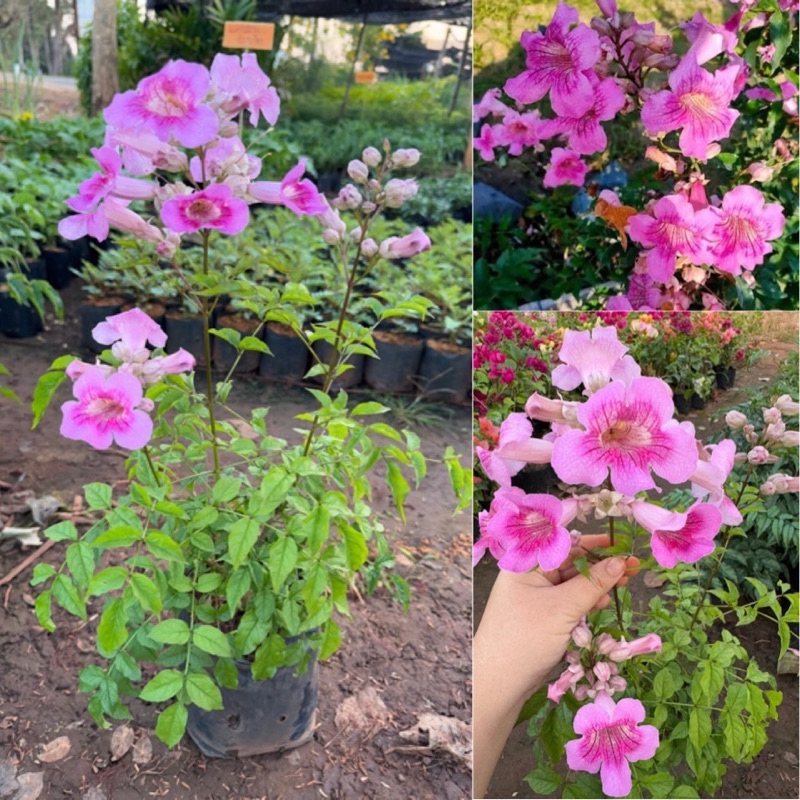 แฮปปี้เนส ชมพูฮาวาย ทองอุไรสีชมพู ดอกไม้แห่งความสุข ต้นส่ง40-50เซ็น