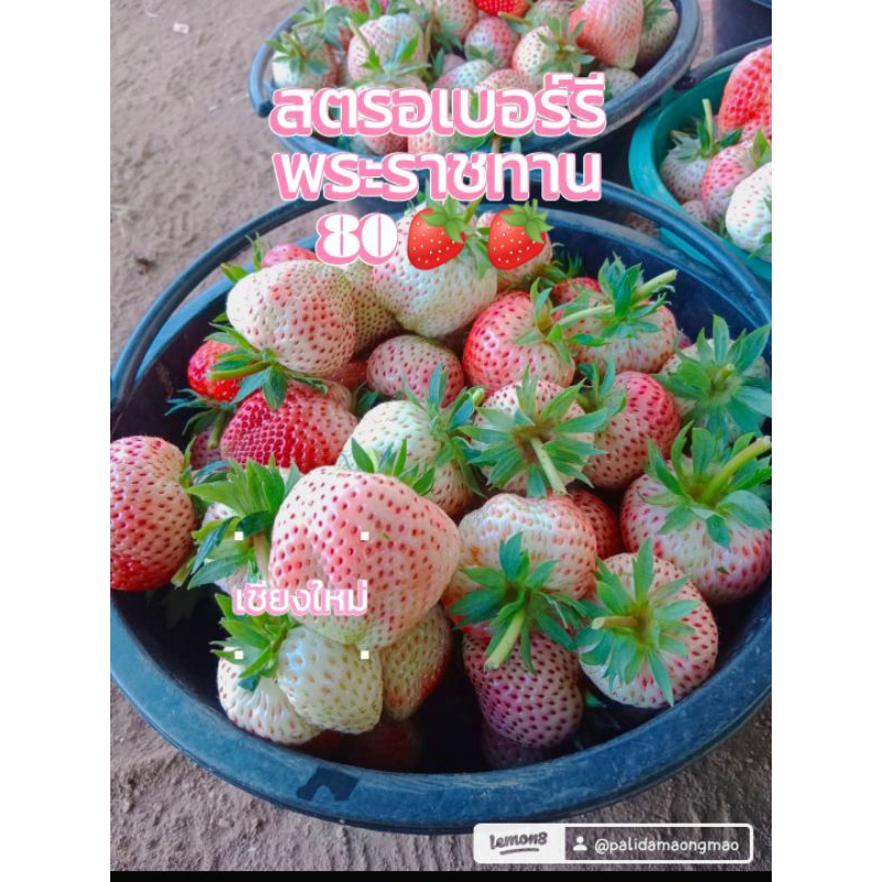 สตอเบอรี่พันธุ์พระราชทาน 80 1 กก.มีขนาดไซส์ให้เลือก