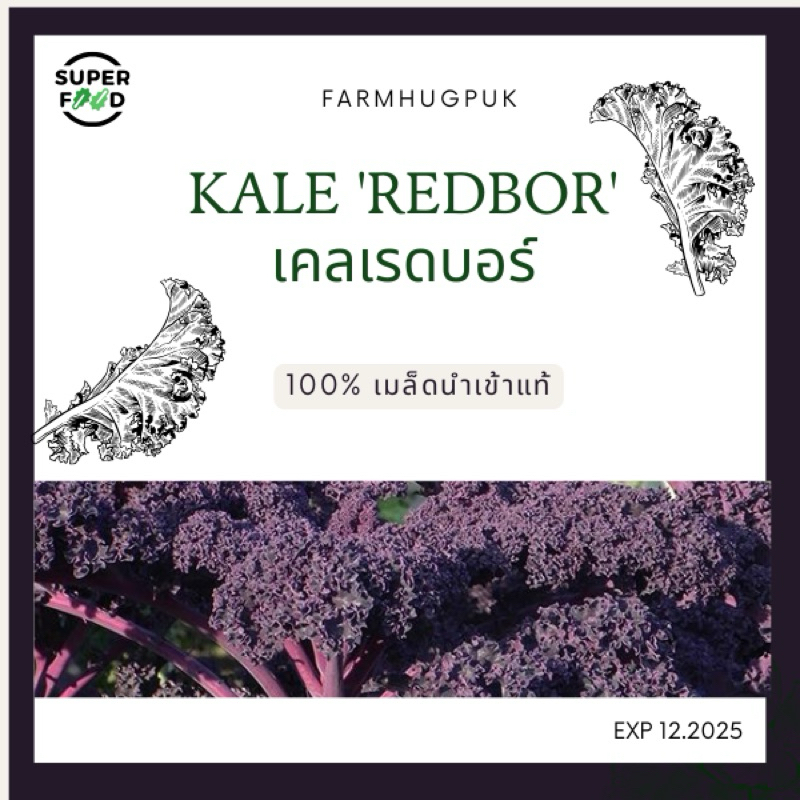เคลเรดบอร์ (redbore kale F1)มาใหม่ !รอบส่งวันอังคาร18/02/68 ม่วงสุดหยิกสุด แท้นำเข้าม่วงกว่าสการ์เลทเคล