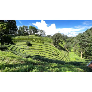 ชาเขียวอู่หลงดั้งเดิม ขนาด200กรัม 烏龍綠茶