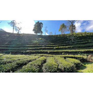 ชาเขียวอู่หลงดั้งเดิม ขนาด200กรัม 烏龍綠茶