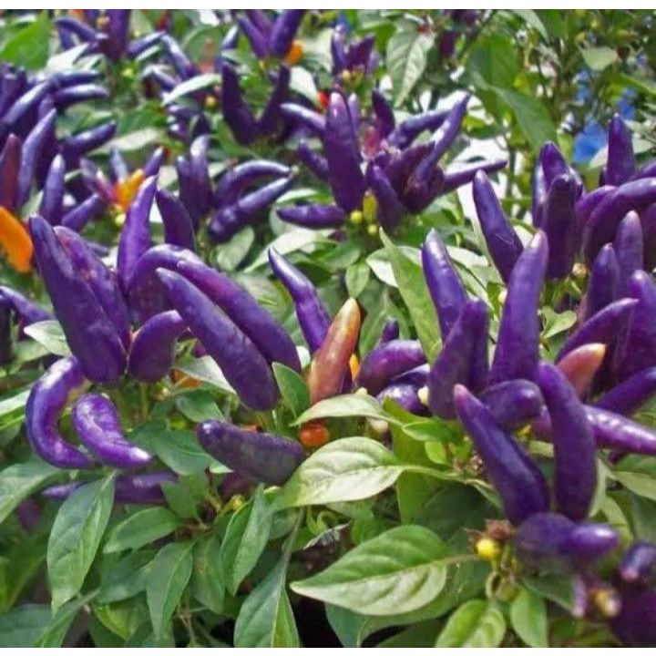 ต้นกล้าพริกช่อม่วง พริกขี้ฟ้าม่วง สีสวย เผ็ดมาก ทานได้ ประดับได้ พร้อมปลูก กล้าละ 12  บาท - รูปที่ 3