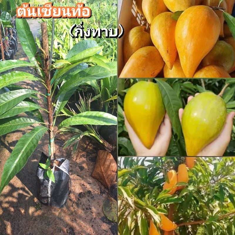 ต้นเซียนท้อ กิ่งทาบ ต้นสูง 60-80 ซม. ผลใหญ่ ผลดก ปลูกไม่เกิน2ปี ติดผล รสชาติ หวานมันหอมละมุน