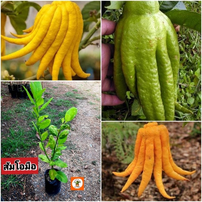 ต้นส้มโอมือ ส้มมือ ส้มโอมือ