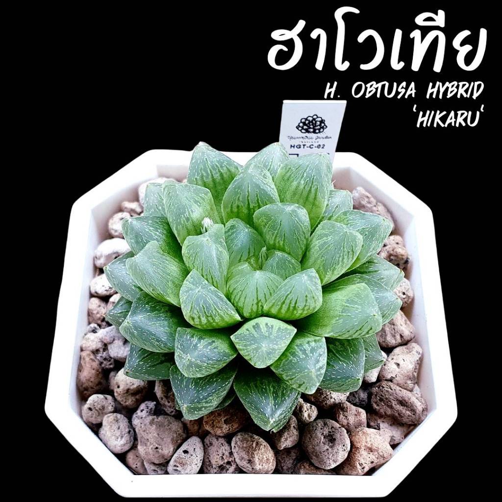 พร้อมส่ง!!ฮาโวเทีย Haworthia obtusa 'Hikaru'จัดส่งแบบล้างราก