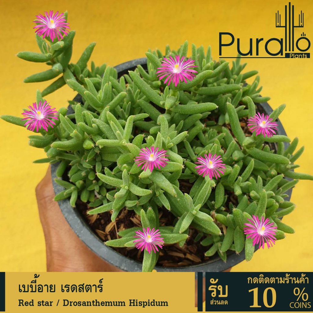 ต้นไม้อวบน้ำ กุหลาบหิน เบบี้อาย Drosanthemum Hispidum #succulent #cactus #สีชมพู #Drosanthemum