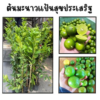 ต้นมะนาวแป้นสุขประเสริฐ เปลือกบาง น้ำเยอะ มีกลิ่นหอมแรง รสเป…