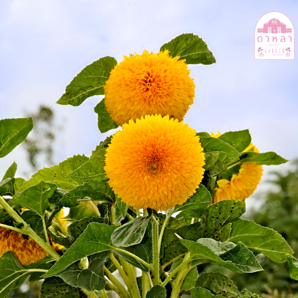 ดอกทานตะวันหน้าหมี 10 เมล็ด - รูปที่ 2