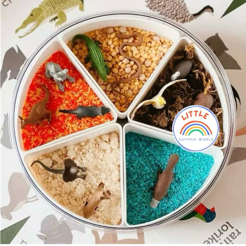 พร้อมส่ง🇹🇭  กล่องกิจกรรมแบ่ง5ช่อง พร้อมฝาปิด Sensory Play