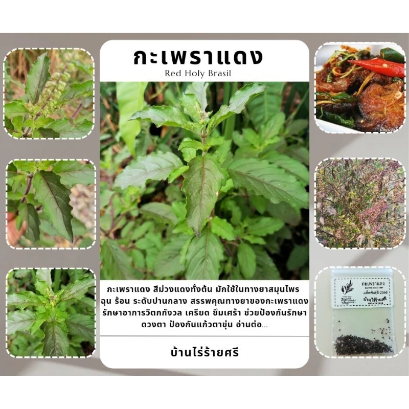 เมล็ดกะเพราแดง : Red Holy Brasil Seeds / Sacred brasil leaf