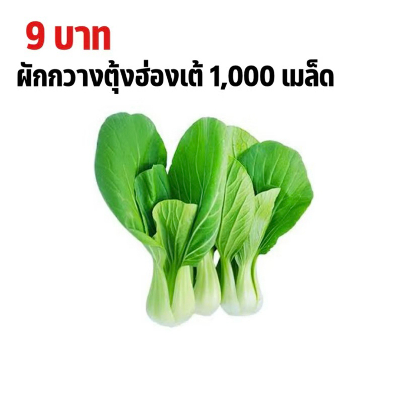 เมล็ดพันธุ์ผักกวางตุ้งฮ่องเต้ 9บาท 1000เมล็ด