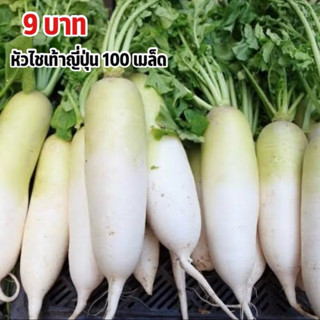 เมล็ดพันธุ์หัวไชเท้าญี่ปุ่น 9บาท 100เมล็ด