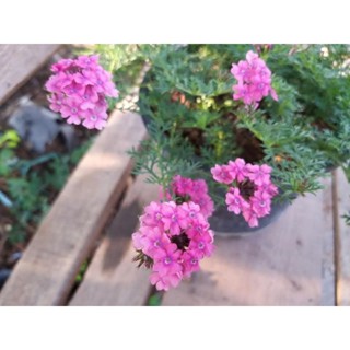 ต้นดอกเวอร์บีน่าสีชมพู1ต้นถุงดำต้นขนาดเล็กพร้อมไปมีดอก