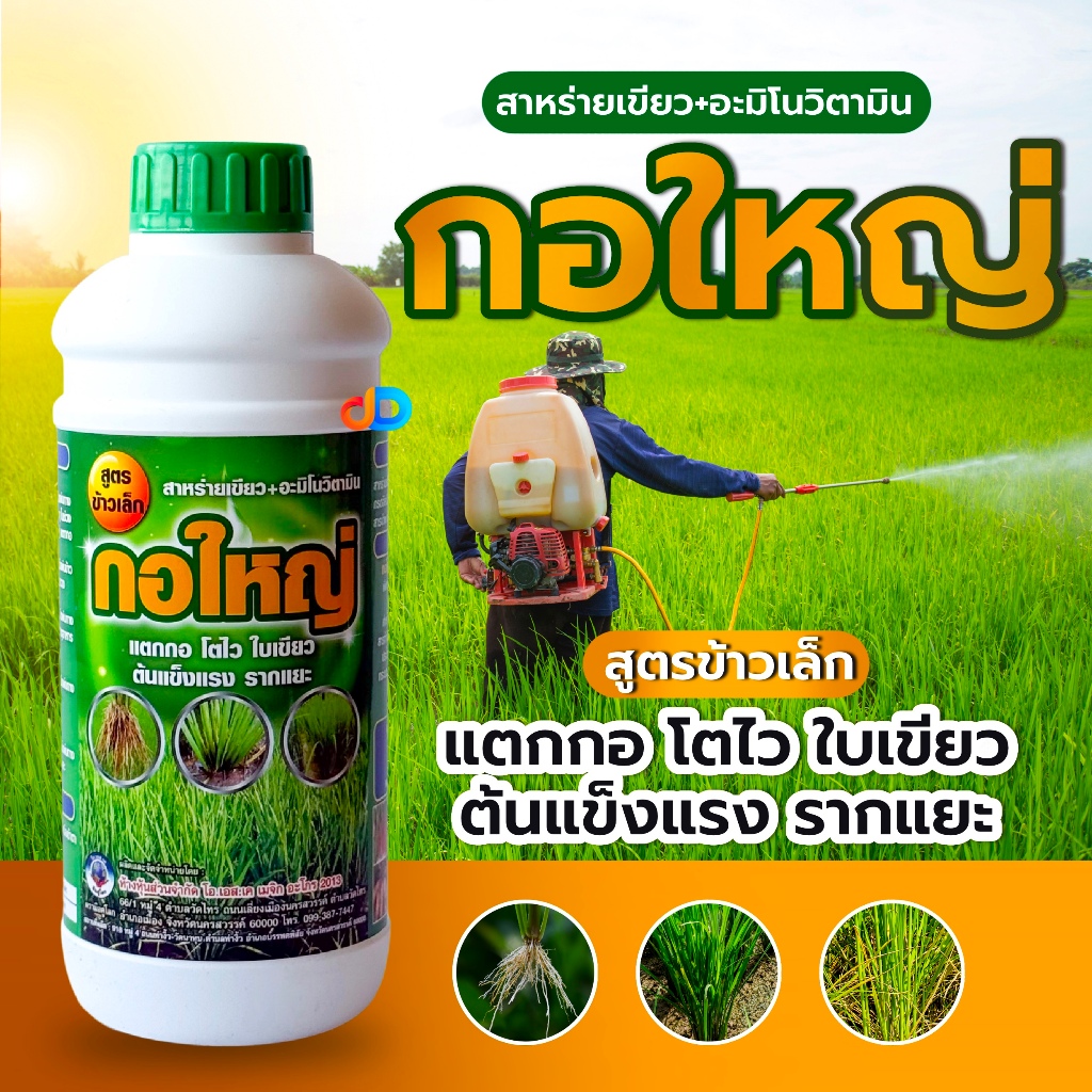 กอใหญ่ ขนาด 1 ลิตร #สูตรข้าวเล็ก สาหร่ายเขียว+ อะมิโนวิตามิน แตกกอ โตไว ใบเขียว ต้นแข็งแรง รากแยะ