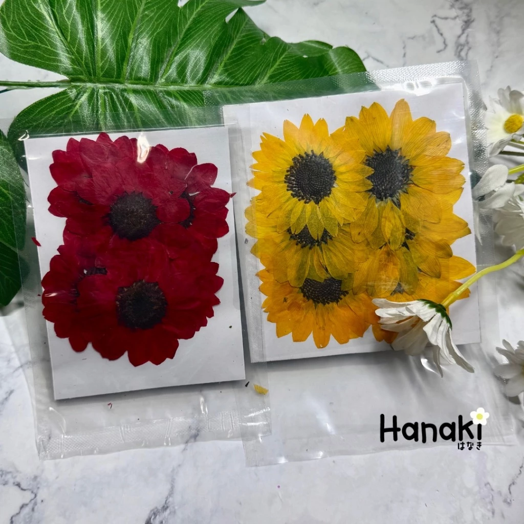 【พร้อมส่ง】ดอกทานตะวันทับแห้ง6ดอก มี2สี ดอกไม้จริงทับแห้ง ดอกไม้ทับแห้ง Pressed Flowers💐