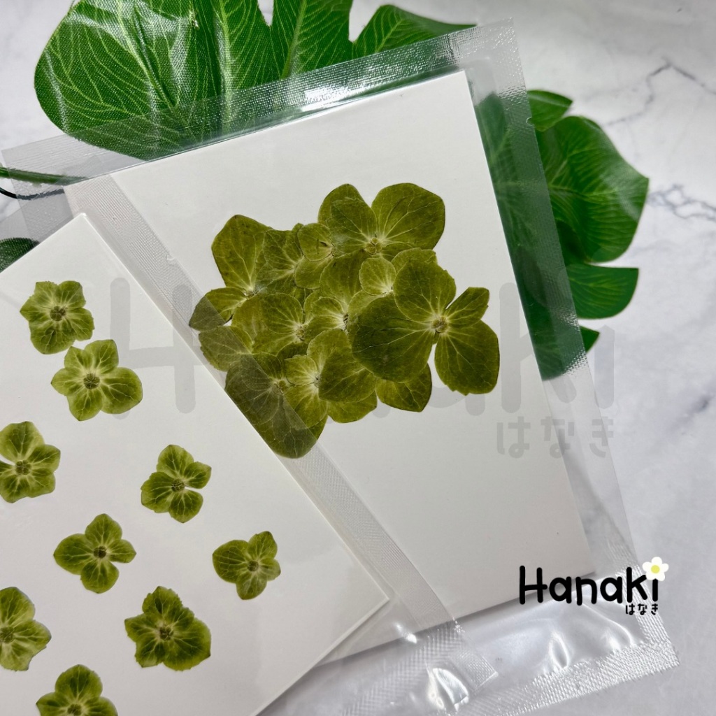 【พร้อมส่ง】ไฮเดรนเยียสีเขียวทับแห้ง ดอกไม้จริงทับแห้ง ดอกไม้ทับแห้ง Pressed Flowers