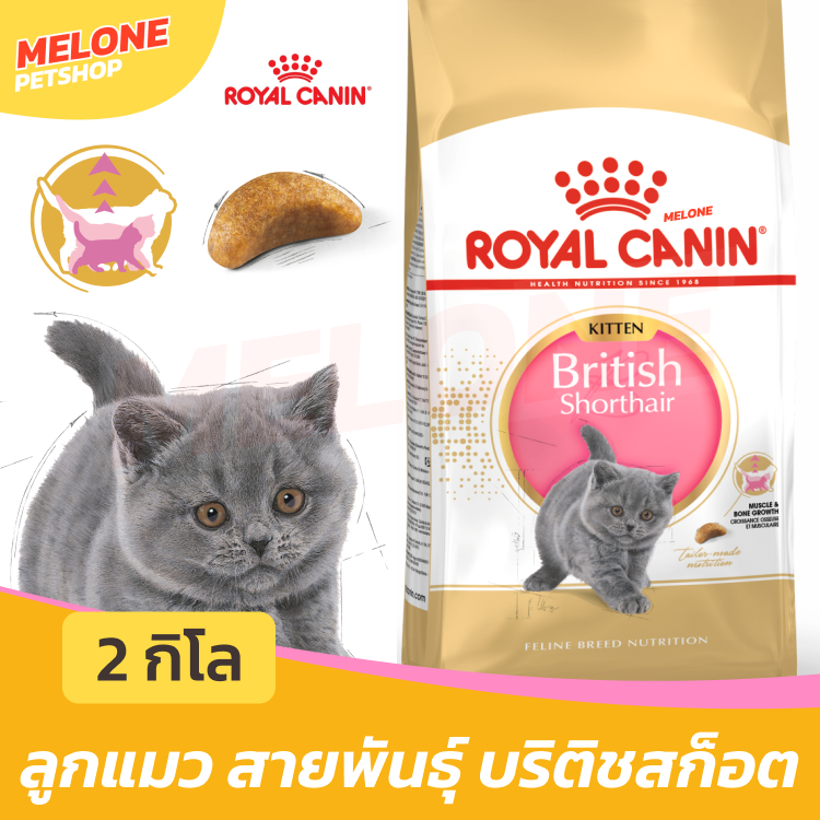[กระสอบ] Royal Canin British Kitten รอยัลคานิน อาหารลูกแมว พันธุ์ บริติช ชอร์ตแฮร์ ลูกแมว อายุ 4-12 เดือน 10 kg