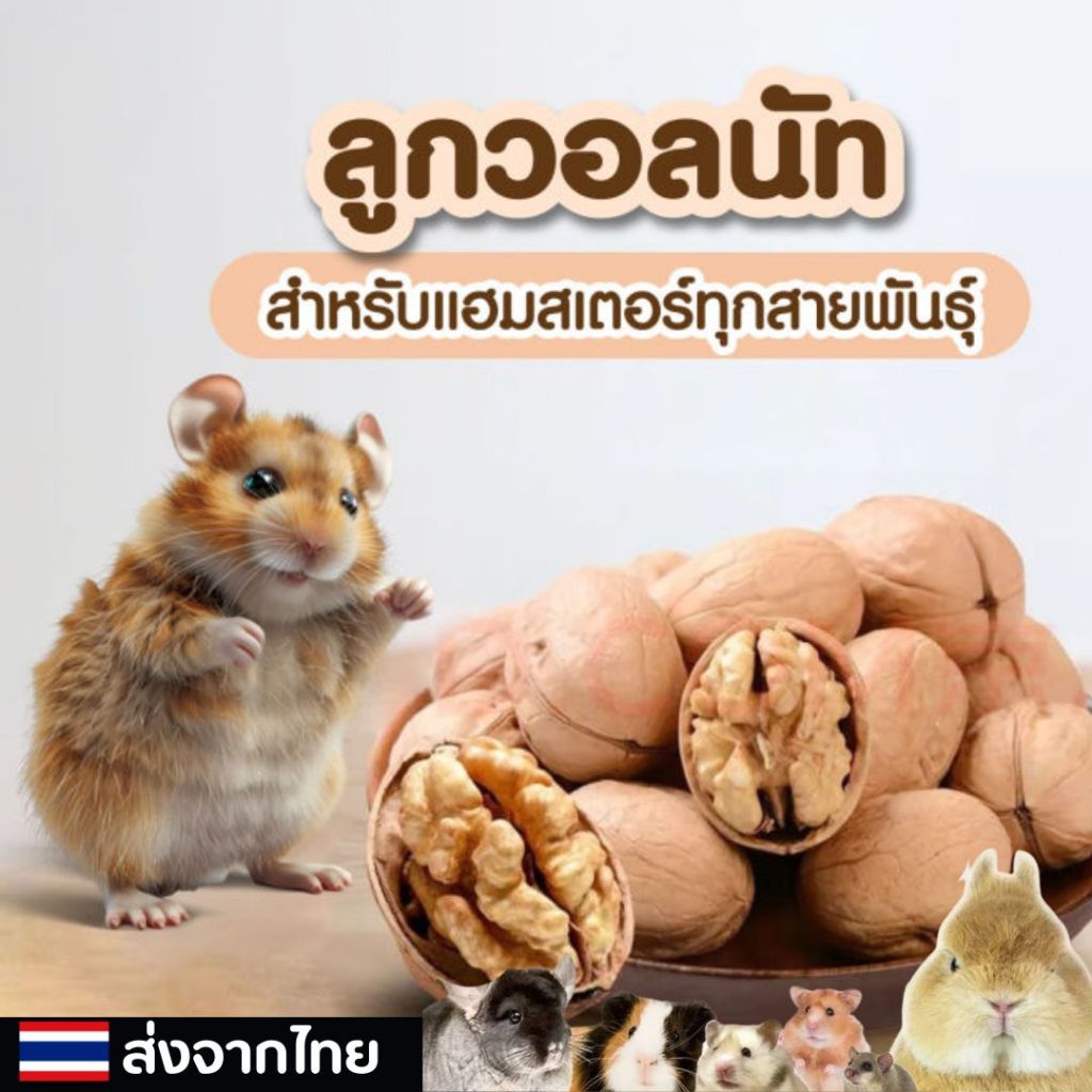 วอลนัท Walnut สำหรับนกแก้ว ชูก้าร์ แฮมสเตอร์ กระรอก แพรี่ด็อก และสัตว์ฟันแทะทุกชนิด