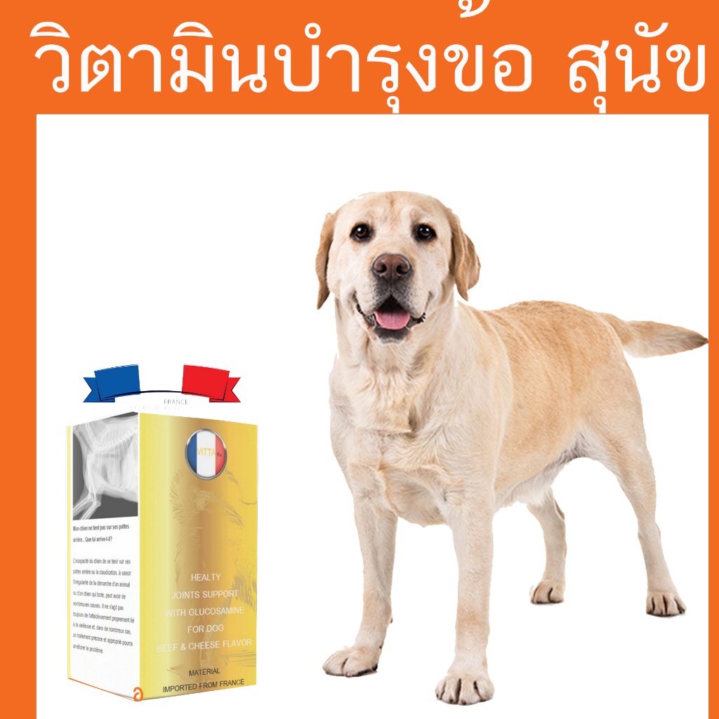 หมาเจ็บขา ผ้าพันขา โกลเด้น ขาหลังไม่มีแรง  สุนัขขาหลังอ่อนแรง pantip