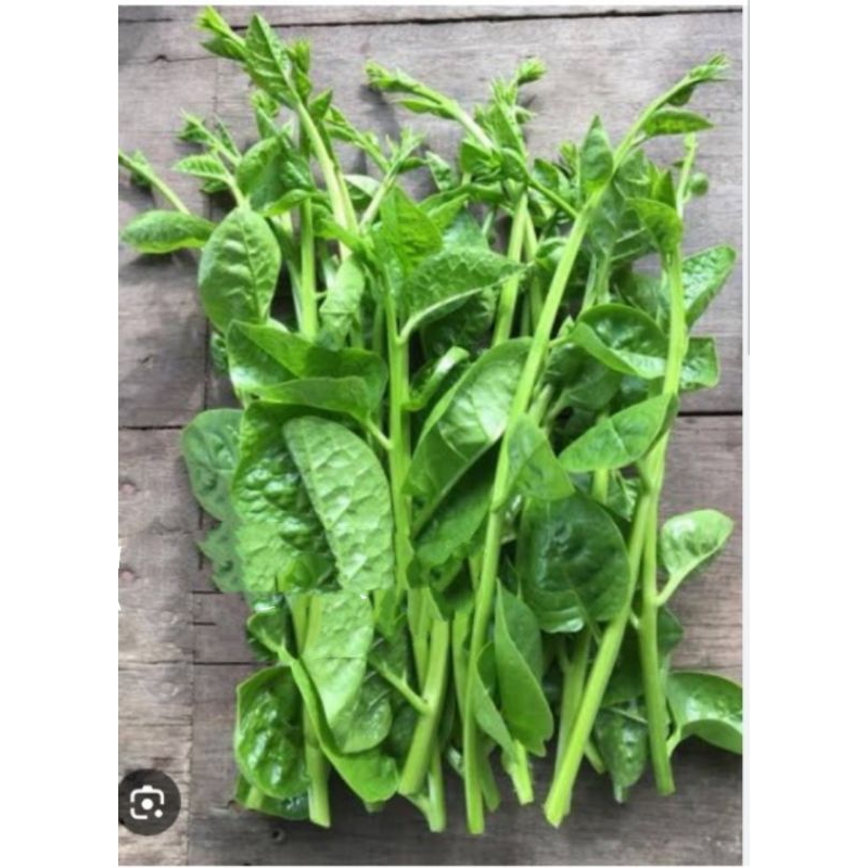 เมล็ดพันธุ์ผักปลัง(บรรจุ50เมล็ด) ราคาถูก Shopee Lazada