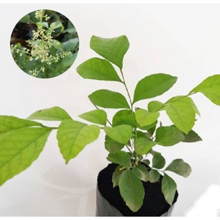 ต้นโปร่งฟ้า ใบมีรสหวานเย็น ( ต้นชะเอมเทศ / ต้นแฮค / ต้นส่องฟ…