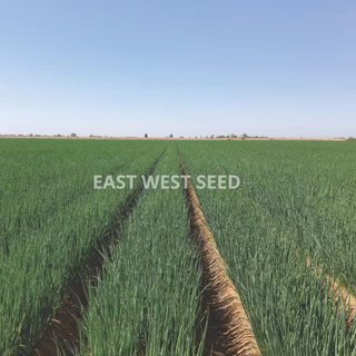 ศรแดง เมล็ดพันธุ์ต้นหอม พันธุ์หอม (East-West Seed) เมล็ดพันธุ์ ผักสวนครัว ตราศรแดง